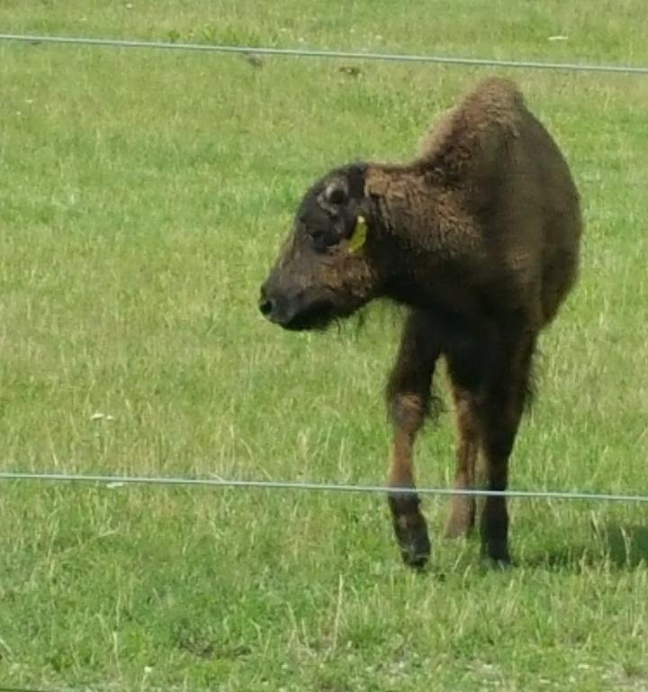 Buffalo Ranch Neukieritzsch